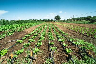 Scenic view of agricultural field against sky