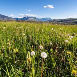 View of flowers growing in field