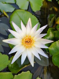 Close-up of water lily in park