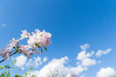 Low angle view of flower tree against blue sky