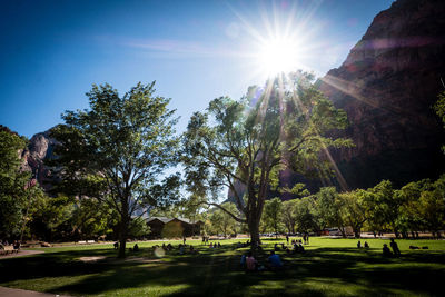 Trees in park on sunny day