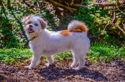 Portrait of a dog standing on field