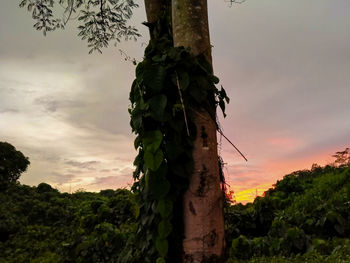 Low angle view of trees against sky during sunset