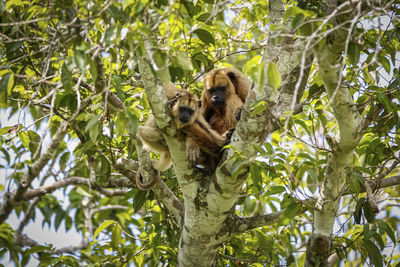 Low angle view of monkey on tree