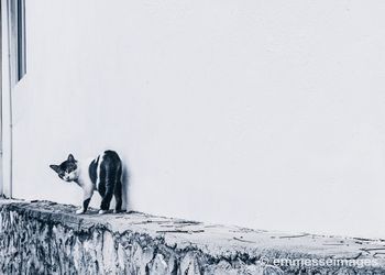 View of a cat on snow covered wall