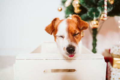 Cute jack russell dog into a box at home by the christmas tree