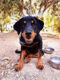 Portrait of rottweiler puppy by bowls in back yard