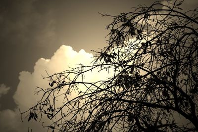 Low angle view of silhouette bare tree against sky