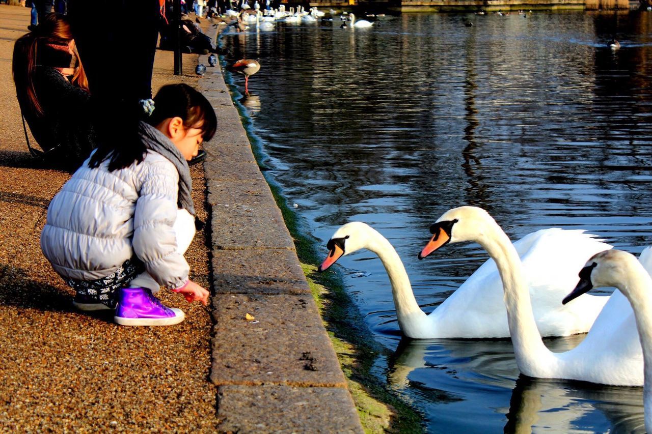 water, bird, lake, animal themes, real people, animals in the wild, day, outdoors, swan, one person, nature, floating on water, beauty in nature, people