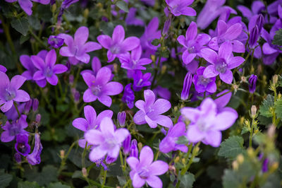 Close-up of purple flowering plants