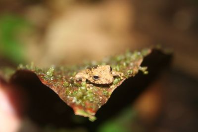 Close-up of lizard on leaf