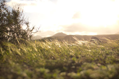 Surface level of field against sky during sunset