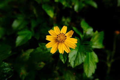 Close-up of yellow flowering plant