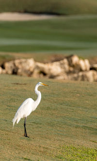 White great egret ardea alba on a golf course in florida