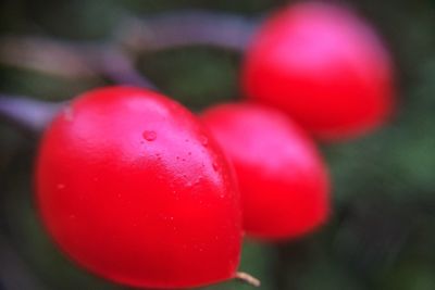 Close-up of red flower