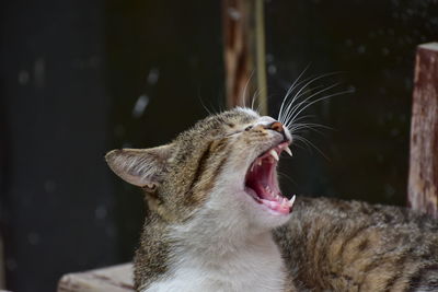 Close-up of cat yawning