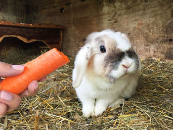 Close-up of hand holding hay