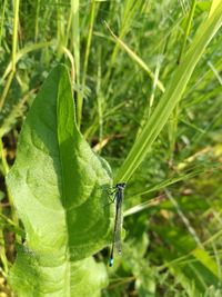 Close-up of insect on plant