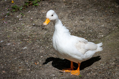 High angle view of seagull on land