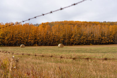 Scenic view of field against sky during autumn