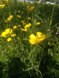 Close-up of yellow flowering plants on field