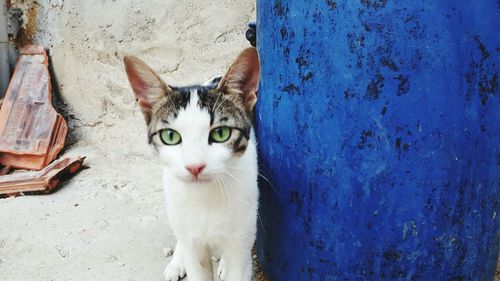 Close-up portrait of cat