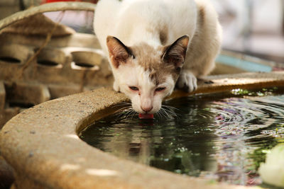 Portrait of cat drinking water