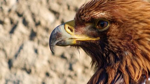 Close-up of golden eagle against rock