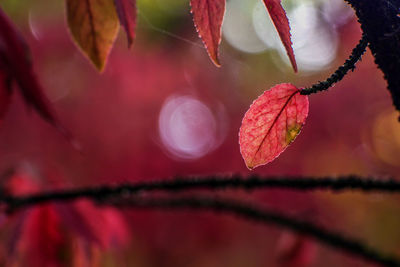 Close-up of raindrops on red leaves