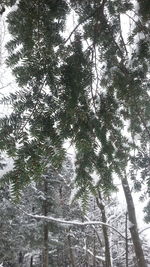 Low angle view of trees in forest