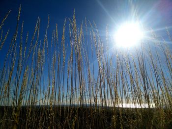 Low angle view of grass against blue sky