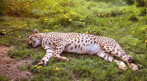 Close up of cheetah lying on grass