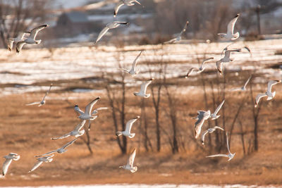 Close-up of birds flying over bare trees