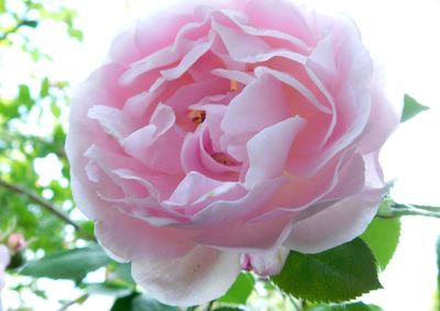 Close-up of pink rose blooming outdoors