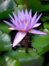 Close-up of lotus water lily in pond