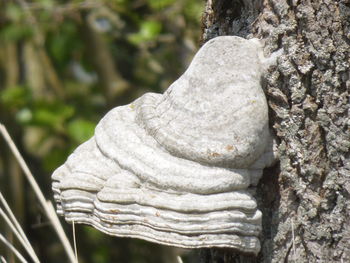 Close-up of object on white surface