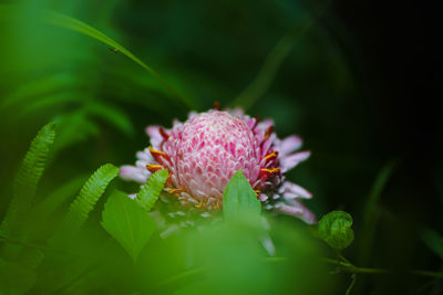 Close-up of pink flower on plant