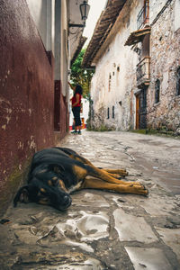 Dog on street amidst buildings in city