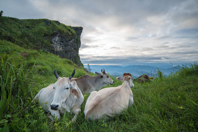 Cows resting on field against sky