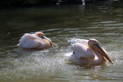 Side view of pelican in lake