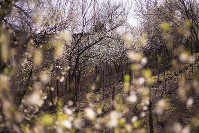 View of trees in sunlight