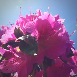 Close-up of pink flowers