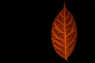 Close-up of orange leaf against black background