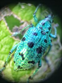 Close-up of insect on leaf