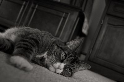 Portrait of cat resting at home