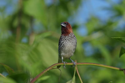 Close-up of a scaly-breasted munia perching on plant