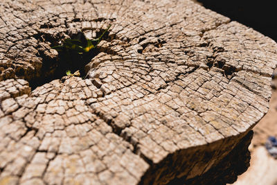 High angle view of tree bark