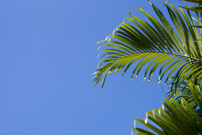 Low angle view of palm tree against clear blue sky