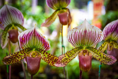 Close-up of flowers against blurred background