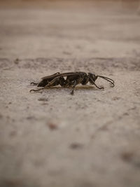 Close-up of insect on sand